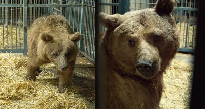 Bear family rescued from residential home